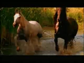 from the life of a wild horse...