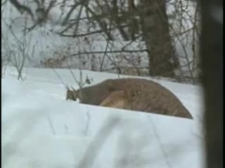 beauty lynx