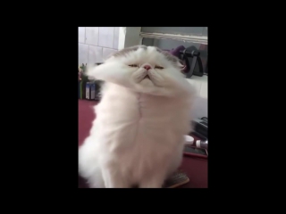 funny cat