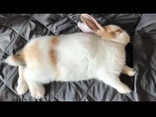 sleeping rabbit