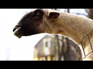 goats and sheep scream like people