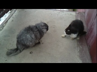 fight of two cats for a piece of sausage