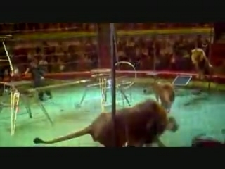 in the perm circus, a lion attacked a trainer