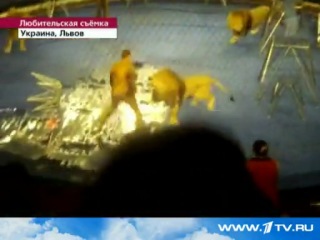 in lviv, during a circus performance, a lion attacked a trainer