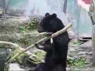 bear - jackie chan